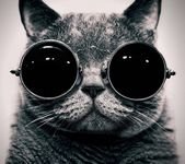 pic for Cat With Glasses 